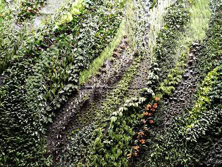 zielona ściana żywa ściana przymorze gdańsk